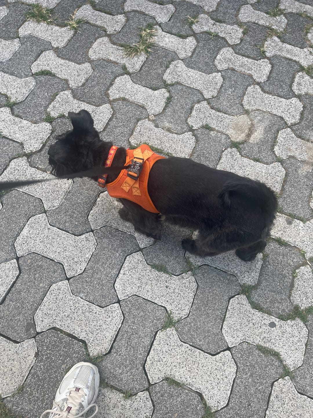 Customer photo review of Kuzulu Yetişkin Küçük Irk Köpek Maması Deneme Paketi 50 gr