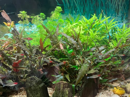 Customer photo review of Aquarienpflege 22.07.2026 10:15-11:15Uhr