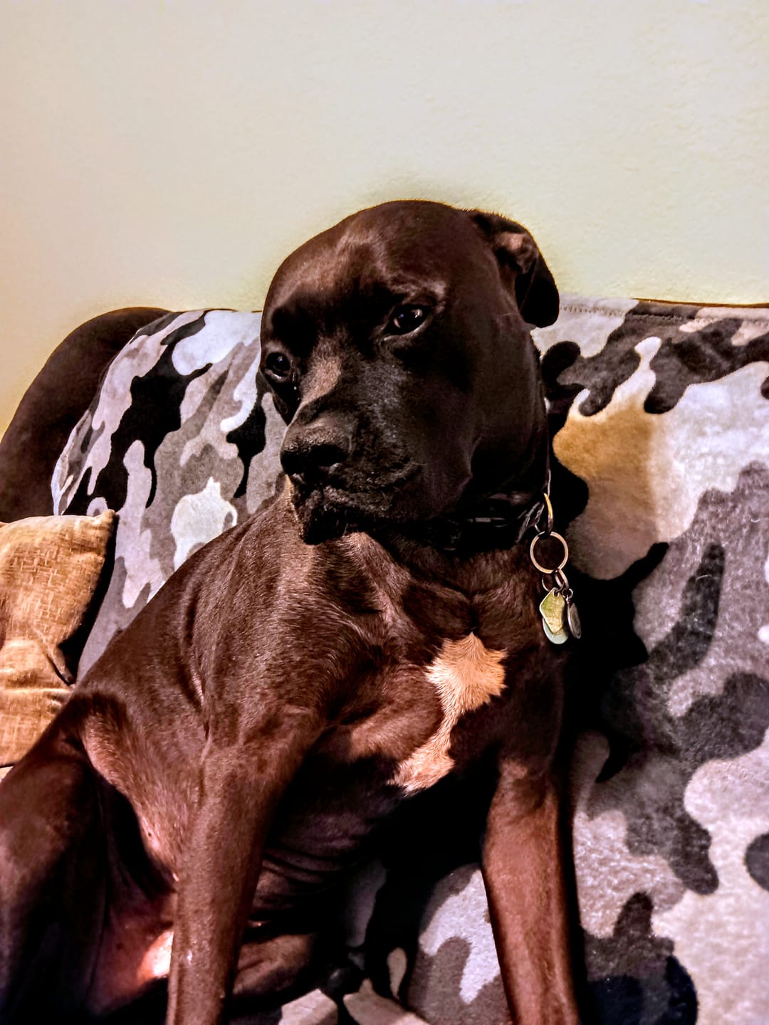 Customer photo review of K9 Immune™