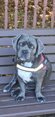 Customer's gray dog wearing a Dogshood No Pull Harness, sitting on a wooden park bench.