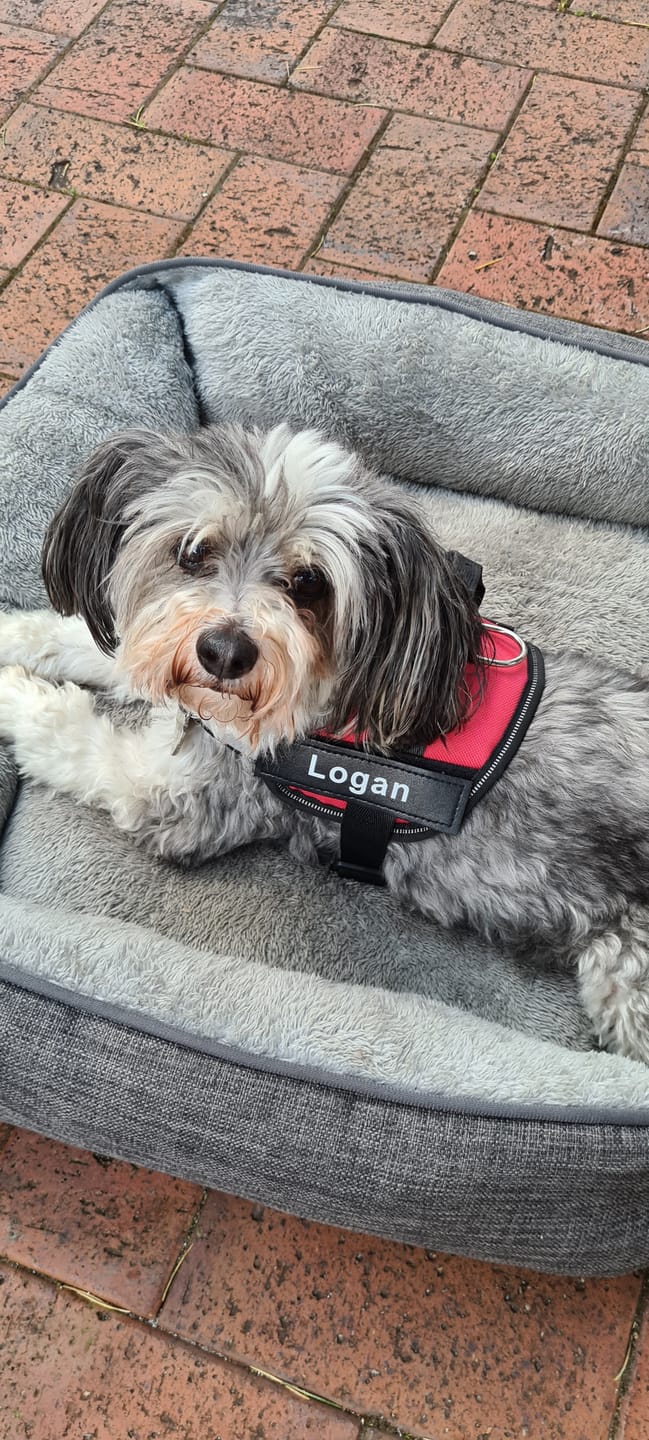 Customer photo review of NO PULL Personalised Dog Harness - Easy On/Off in 2 Seconds