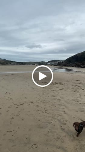 Customer video review of Trail & Glow Tweed Dog Harness - Forest Tweed