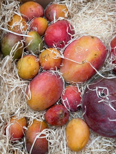 Customer's box filled with various ripe, colorful Haden Mango Bio fruits resting on a wooden straw bedding.
