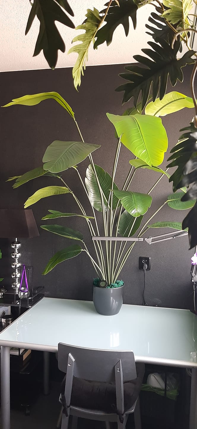 Customer photo review of Kunst Bananenplant 180cm