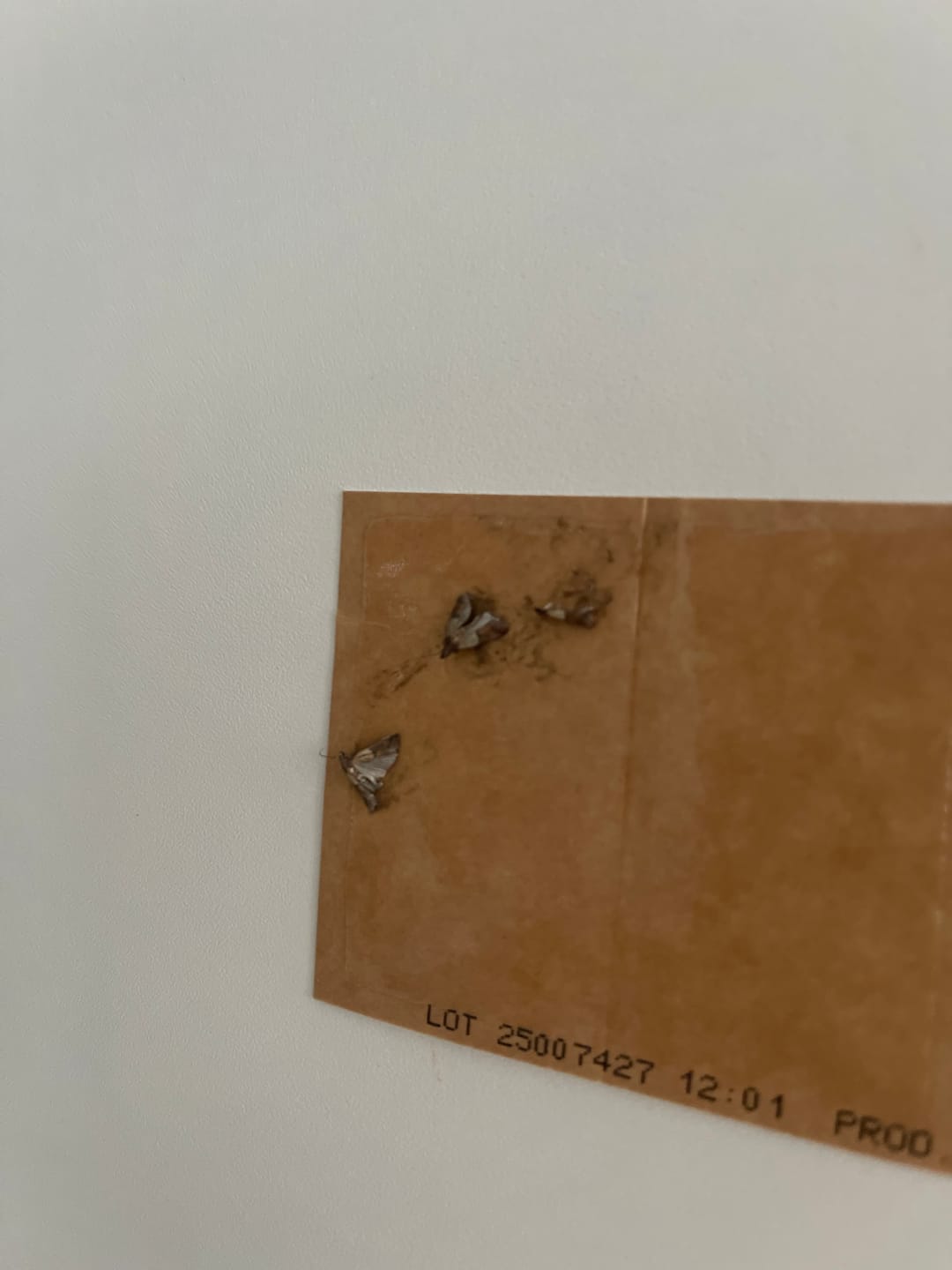 Customer photo review of Schlupfwespen gegen Lebensmittelmotten