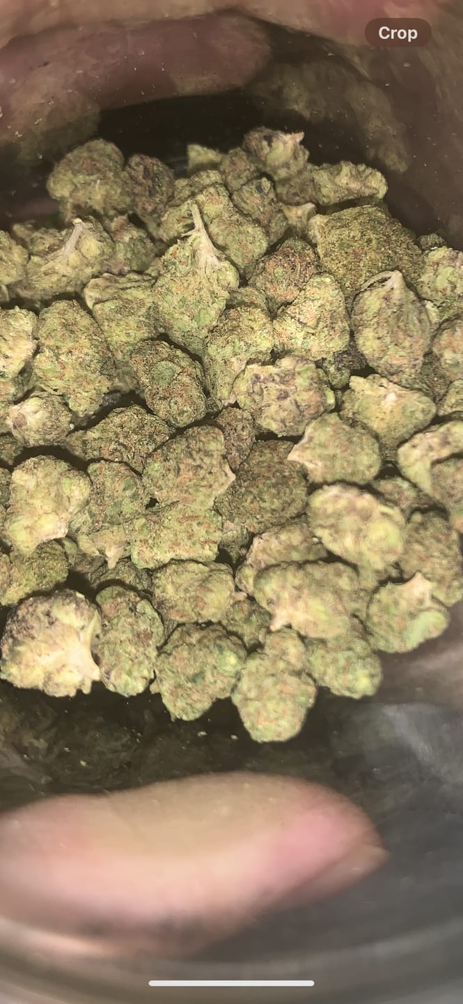 Customer photo review of Black Maple (Indoor Smalls) - THCA Flower