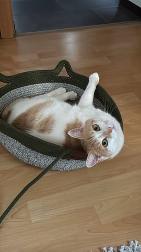 Kunde zeigt Fellnest Katzenkorb in Olivgrün mit weißem, liegendem Kater darin, auf einem Holzboden.