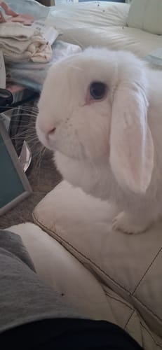 Customer's white lop-eared rabbit sitting on a leather sofa, showing the pet that enjoys Timothy Hay Blend.