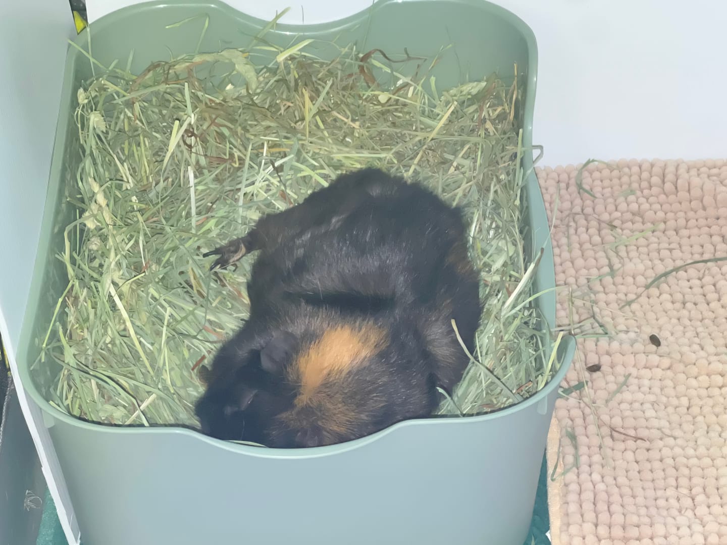 Customer photo review of Litter Box for Guinea Pigs & Rabbits