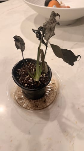 Customer photo review of Rare Monstera Minima | Rhaphidophora Tetrasperma | Mini Monstera | Indoor Plants | Rhaphidophora Tretrassperma Philodendron