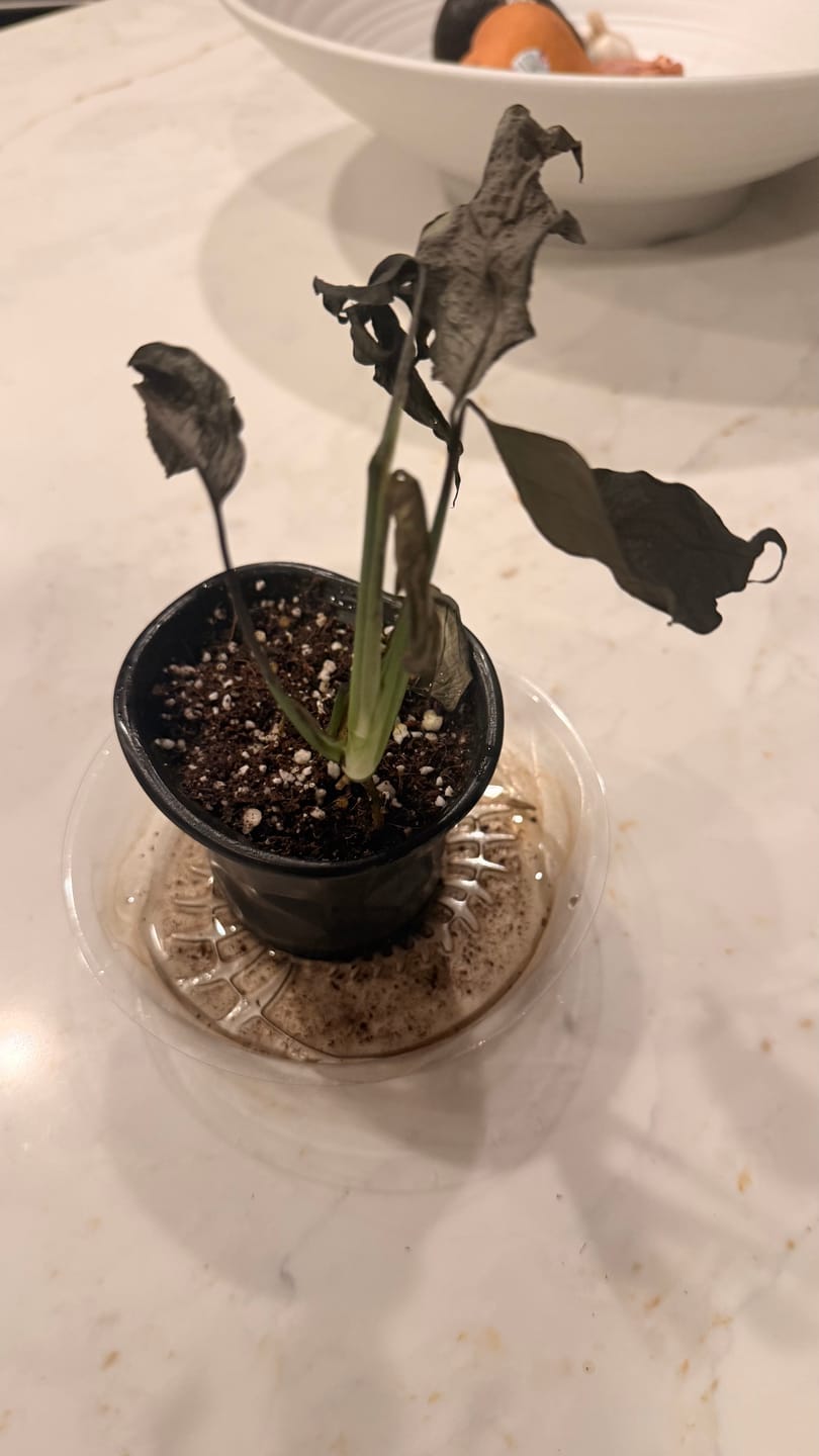 Customer photo review of Rare Monstera Minima | Rhaphidophora Tetrasperma | Mini Monstera | Indoor Plants | Rhaphidophora Tretrassperma Philodendron