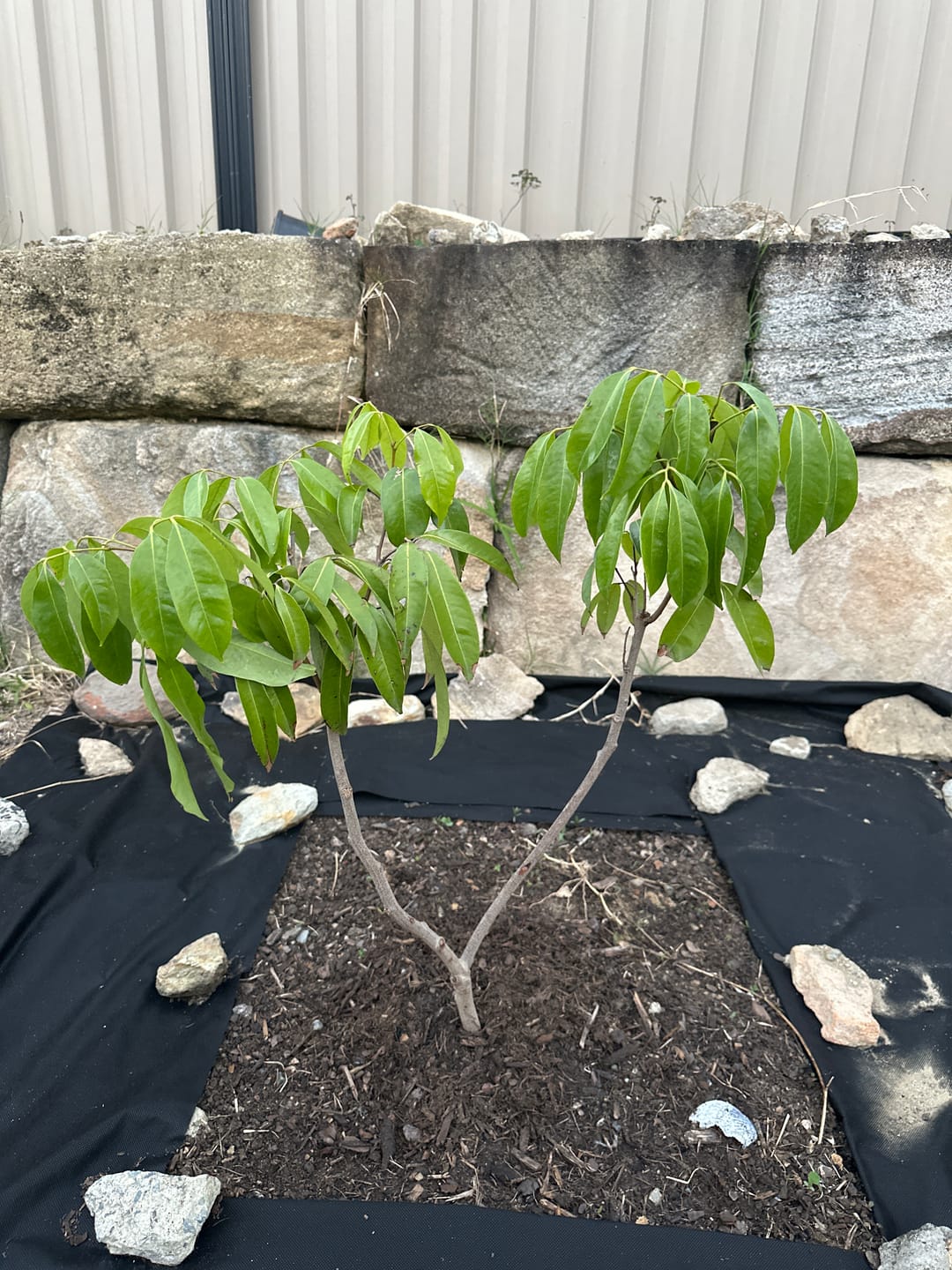 Customer photo review of Seedless Lychee - Sue Lin San