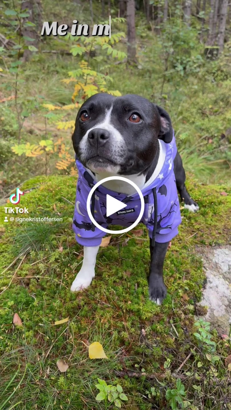 Customer video review of Halloween Dog Hoodie - Purple