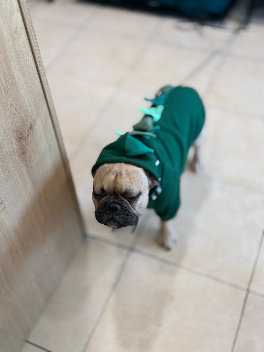 Customer photo review of Halloween Dog Hoodie - Dinosaur