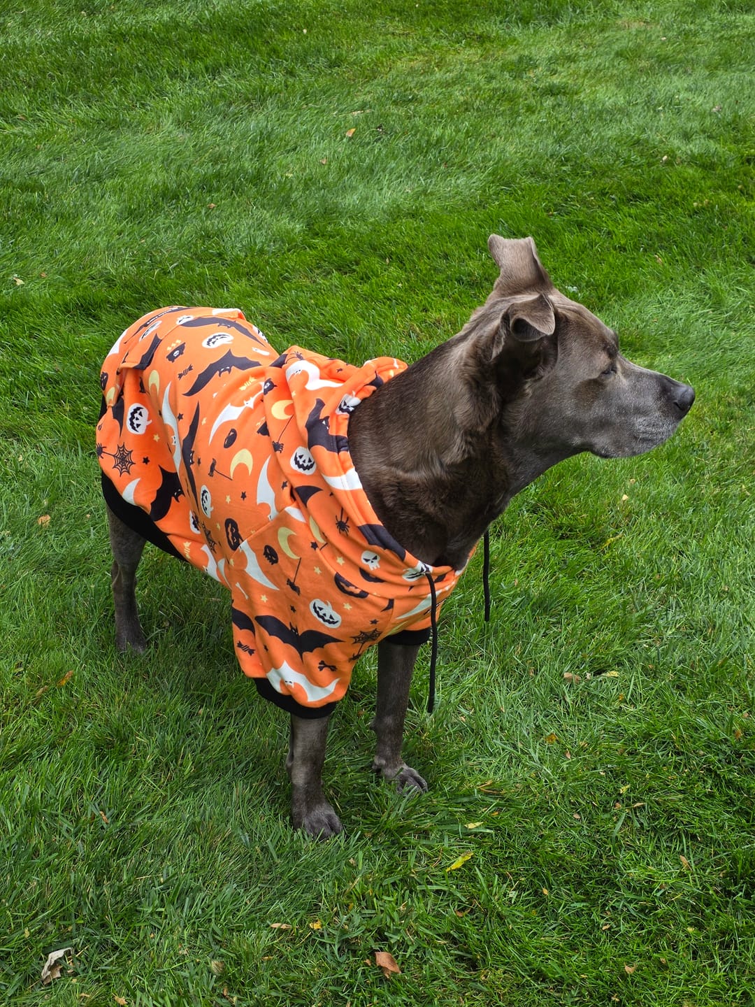 Customer photo review of Halloween Dog Hoodie - Orange