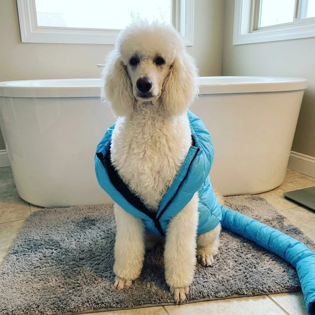 Customer photo review of Traje Secador Rápido para Perros y Gatos
