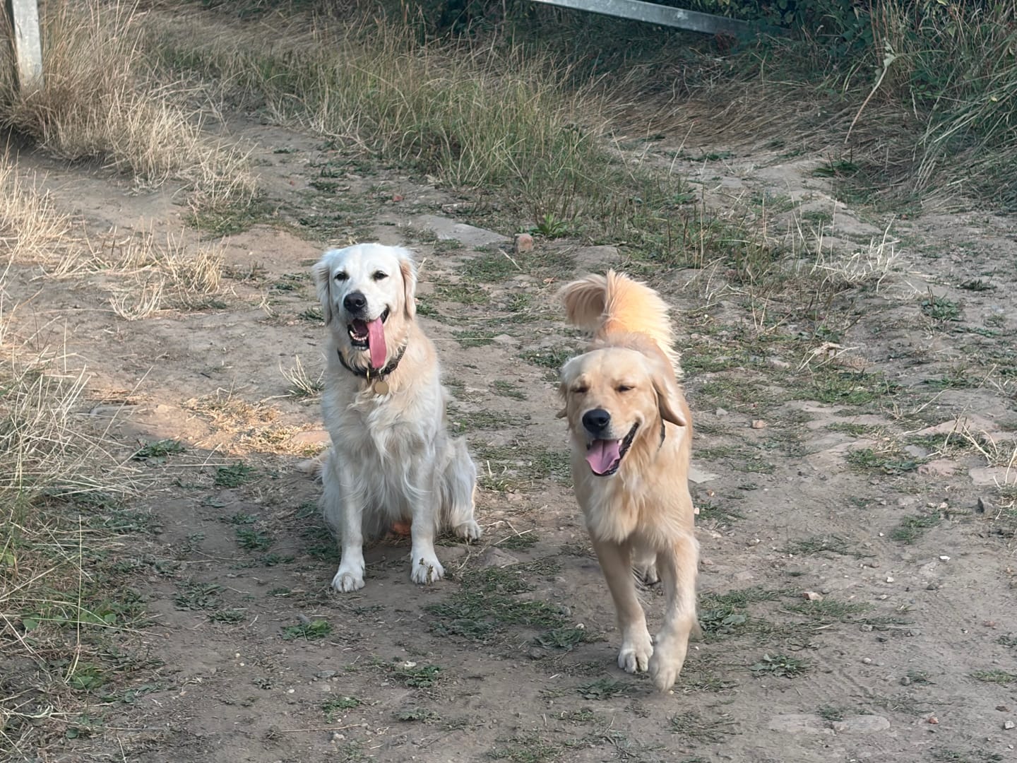 Customer photo review of Total Joint Care Supplement For Dogs