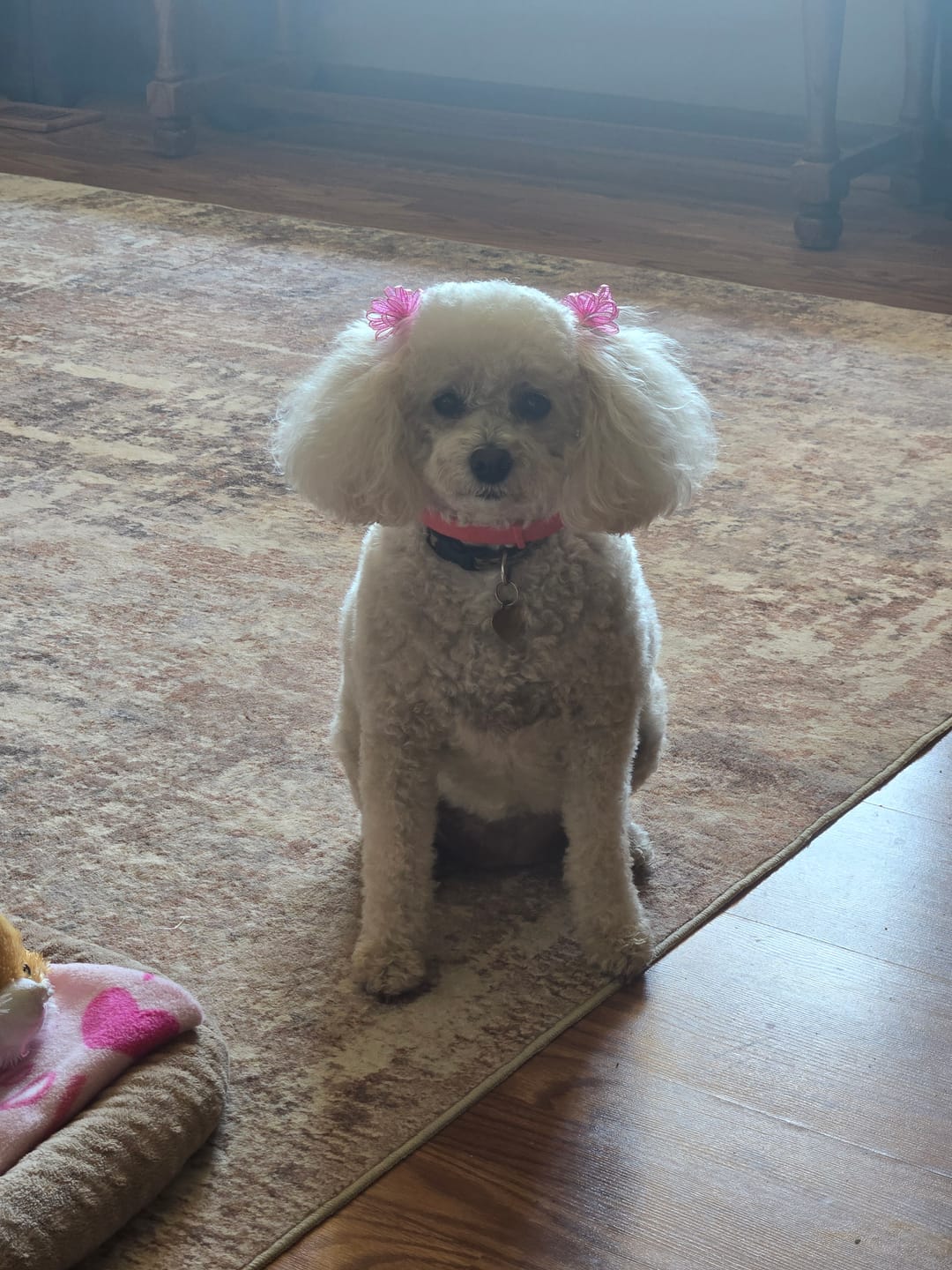 Customer photo review of FurLife™ - 8 Months All Natural Flea and Tick Collar for Dogs