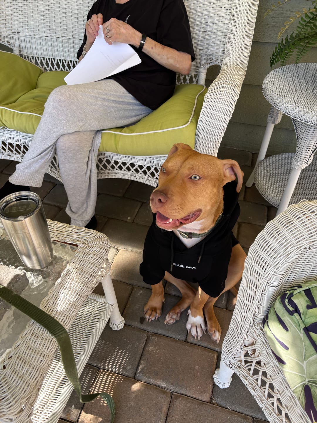 Customer photo review of Essential Dog Hoodie - Black