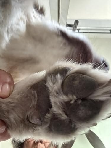 Customer photo review of Natural Paw Balm for Dogs & Cats