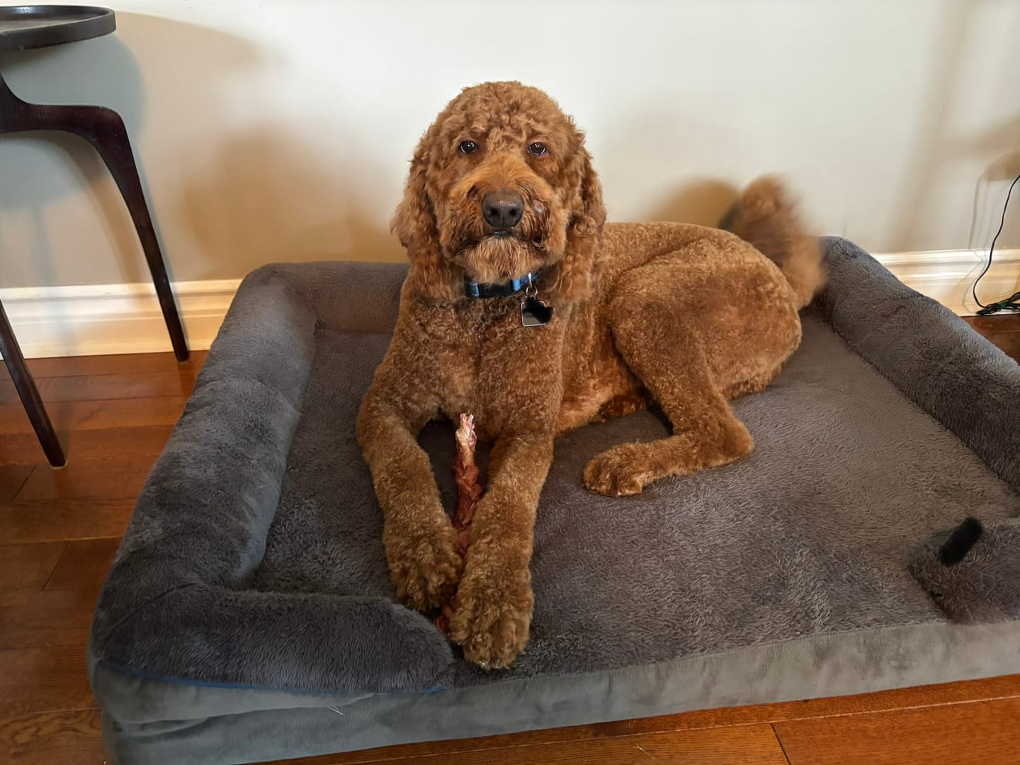 Customer photo review of 12 Inch Standard Braided Bully Stick