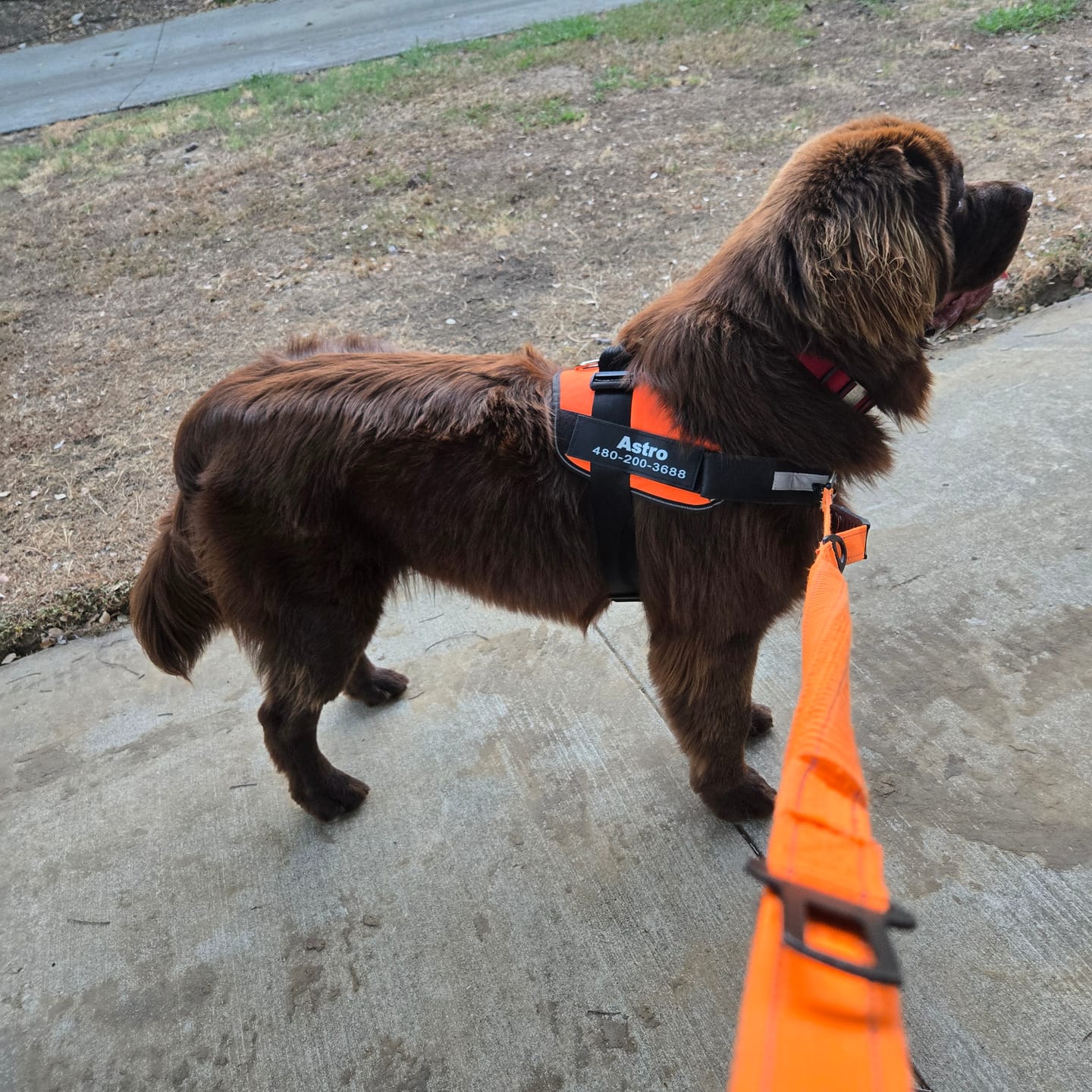 Customer photo review of All-In-One No-Pull Set