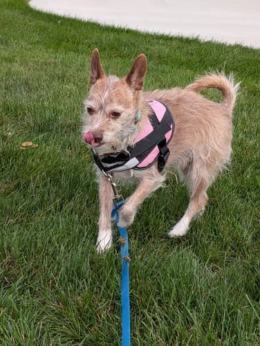 Customer's dog wearing a pink Dogshood No Pull Harness while standing on a grassy lawn