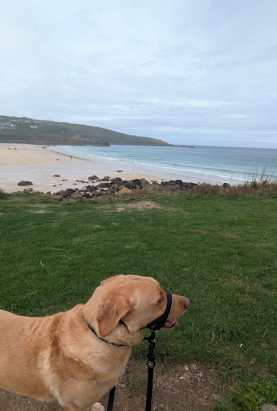 Customer photo review of Double Ended Lead - Walkies Ready® Black