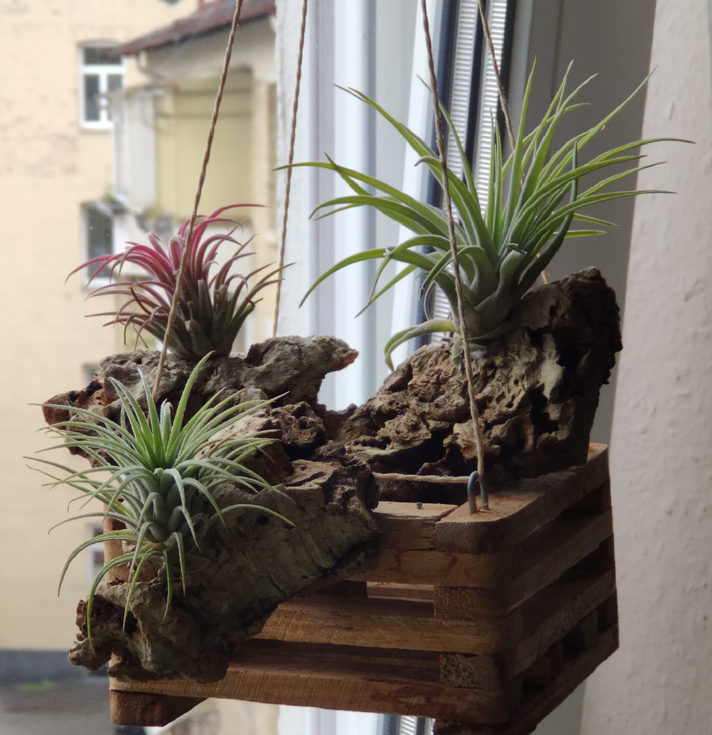 Customer photo review of Tillandsia ionantha 'Red Marble'