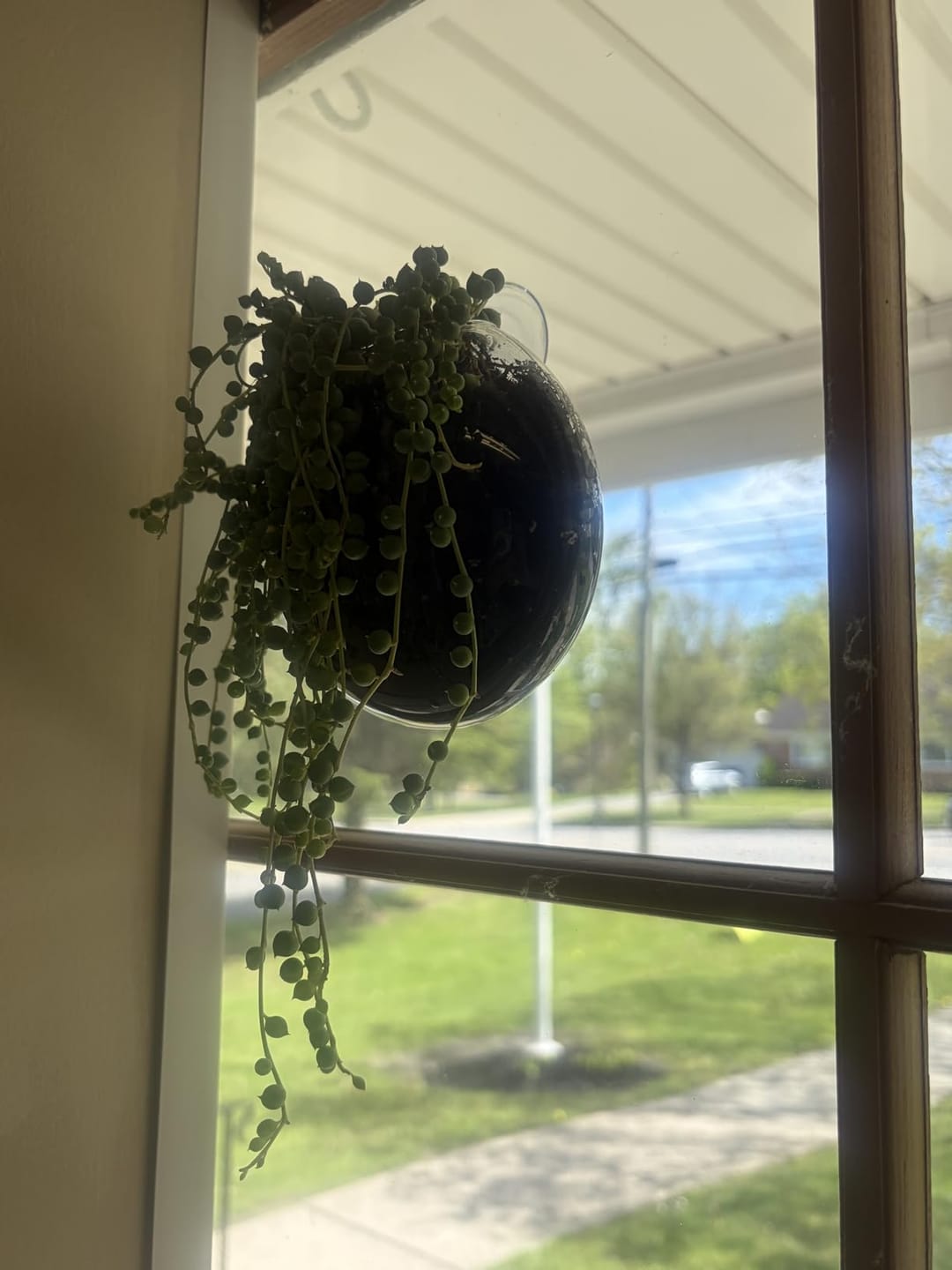 Customer photo review of Bulles de Boutures®
