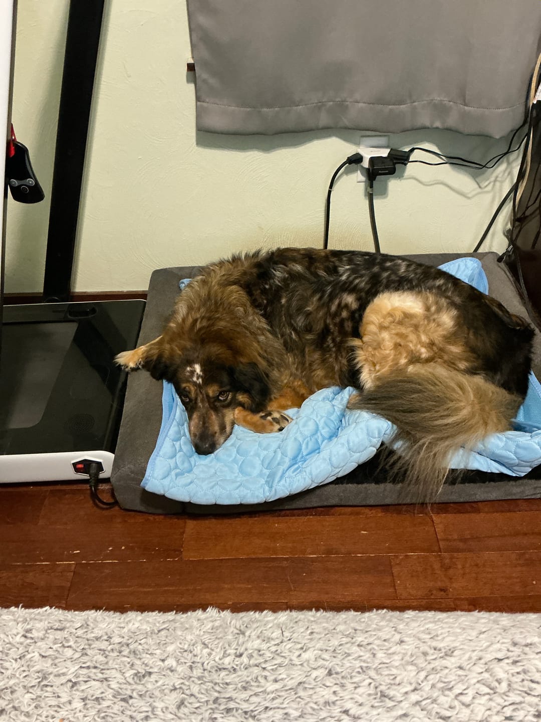 Customer photo review of PawLab Cooling Mat