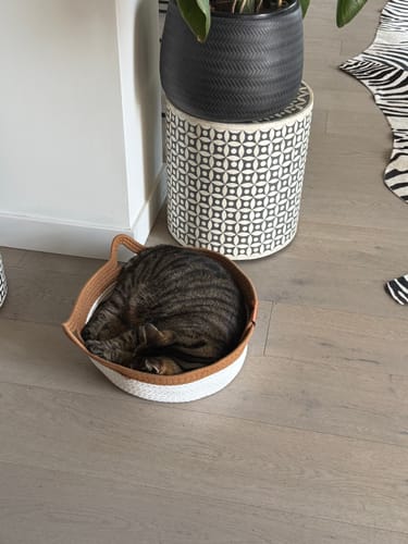 Customer's Instinct Basket containing a sleeping tabby cat on a wooden floor.