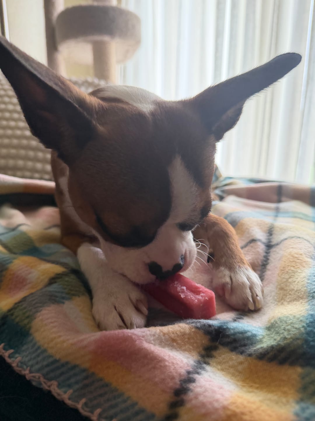 Customer photo review of Strawberry Yak Chew — Vitamin C, Fiber & Teeth Whitening