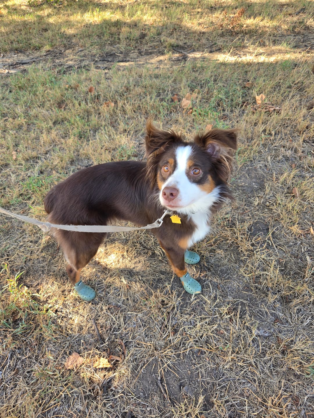 Customer photo review of WagWellies® Mojave
