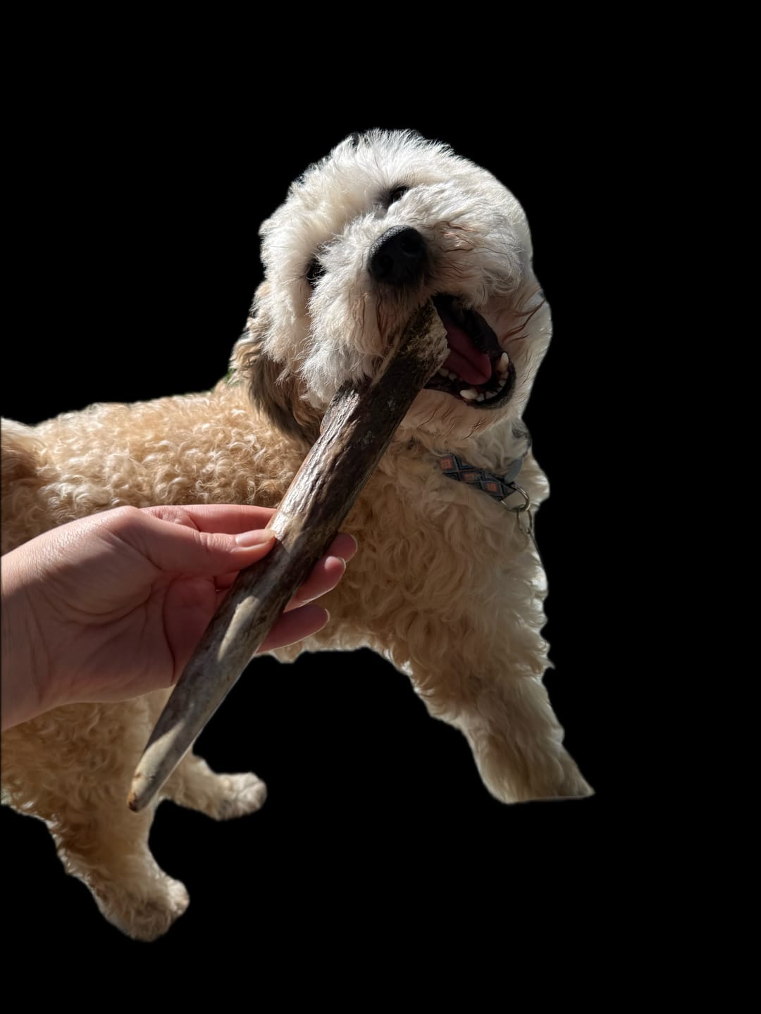 Customer photo review of Asta de ciervo para perros - Regular: Para mordedores profesionales
