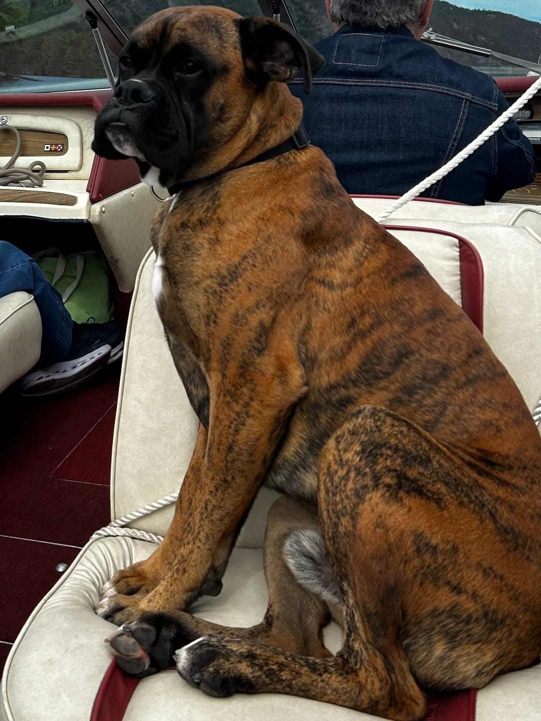 Customer photo review of FurLife™ - 12 Months All Natural Flea and Tick Tags for Dogs