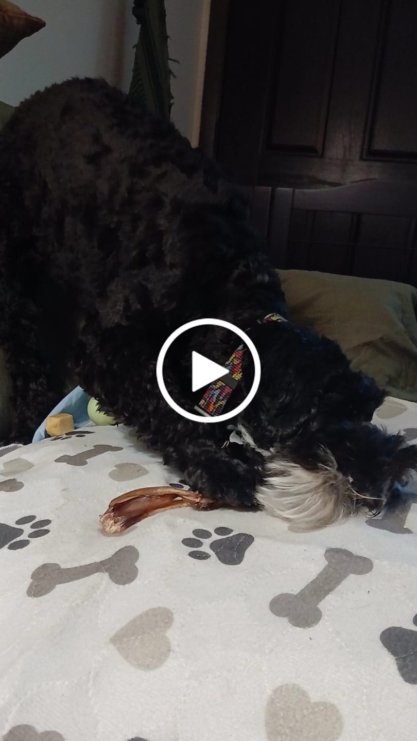 Customer video review of Ostrich Tendon Twister (12" x 2.5" x 1"): The Satisfying, All-Natural Chew for Dental Health & Joint Support