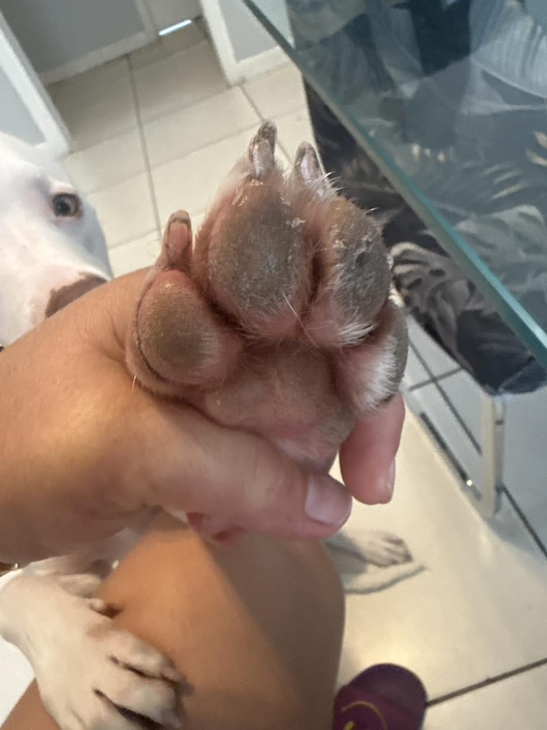 Customer photo review of Natural Paw Balm for Dogs & Cats