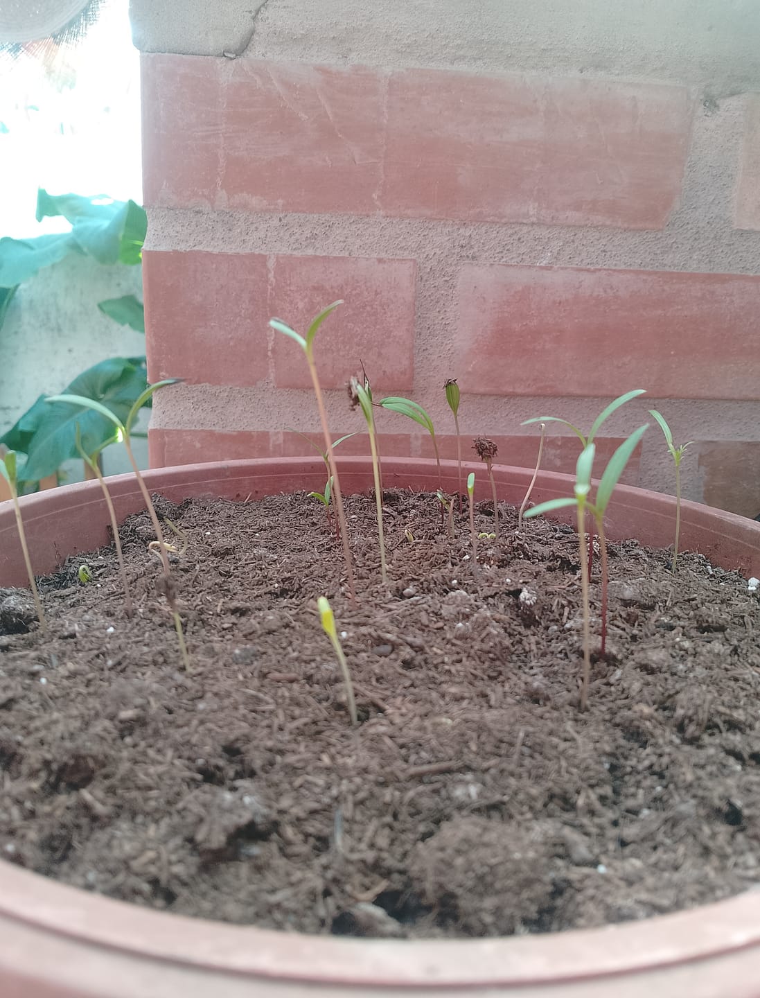 Customer photo review of Semillas Cosmos mix
