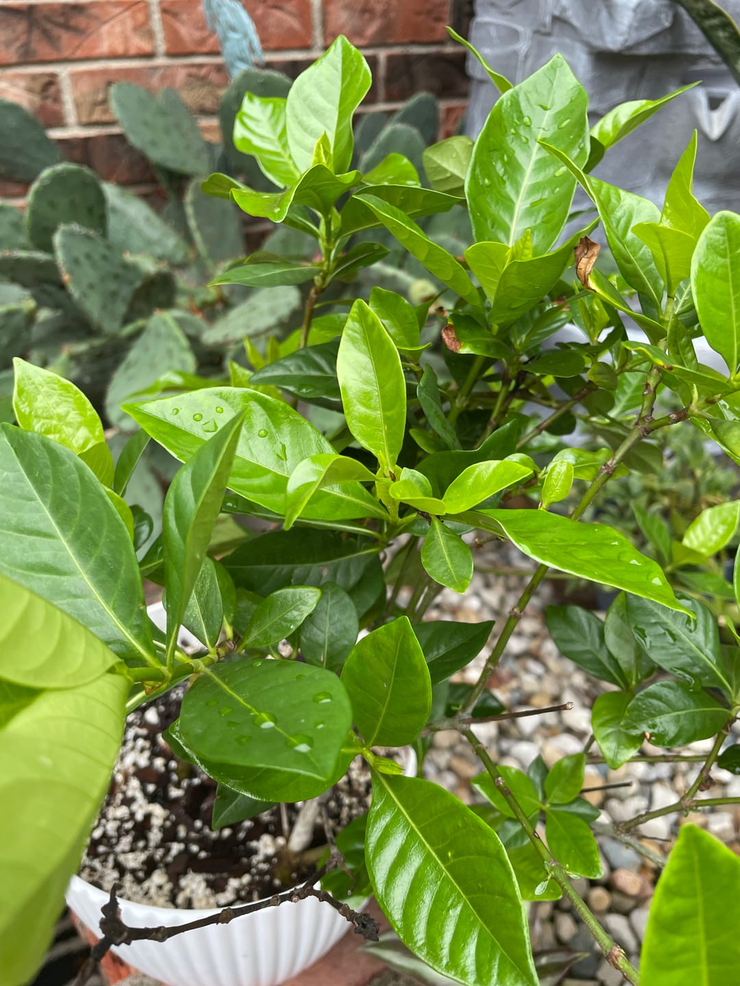 Customer photo review of Plant Juice