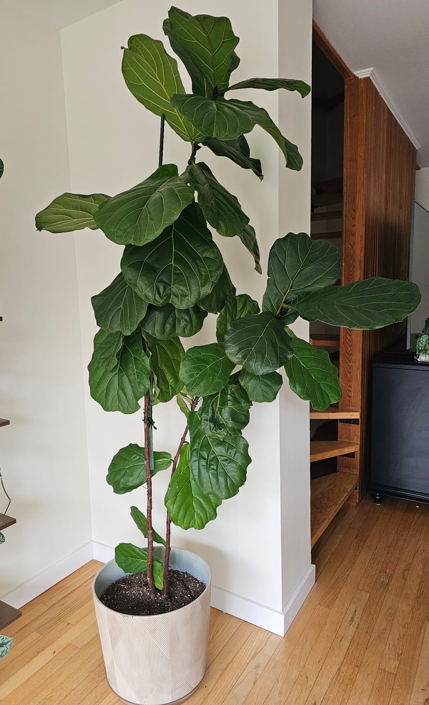 Customer photo review of Soil Refresh
