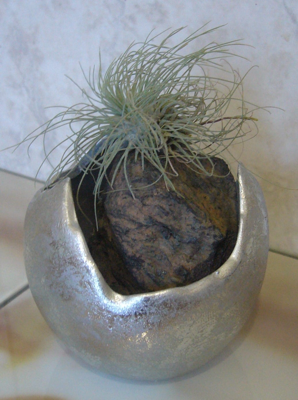 Customer photo review of Tillandsia argentea