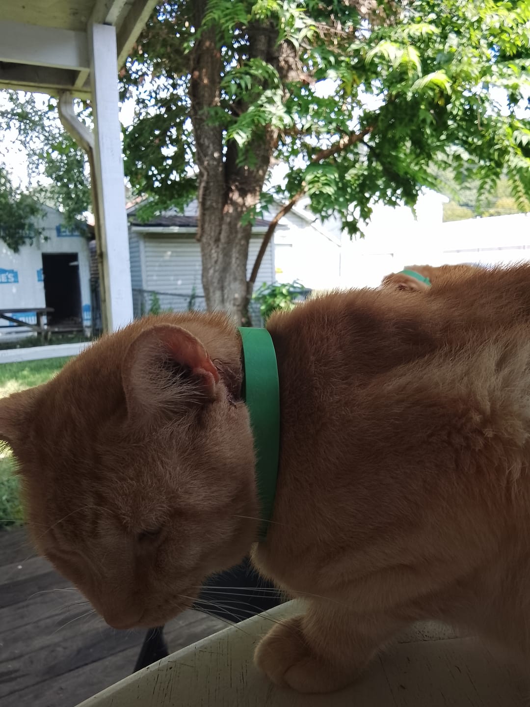Customer photo review of FurLife™ - 8 Months All Natural Flea and Tick Collar for Dogs