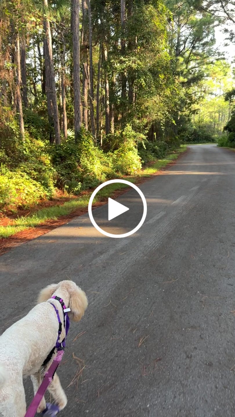 Customer video review of WagWellies® Mojave
