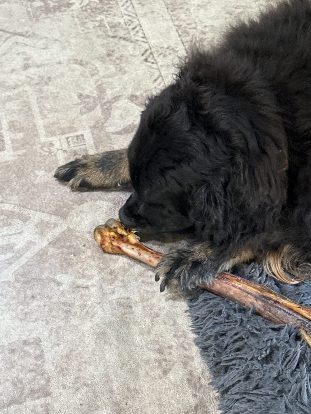 Customer photo review of Ostrich Long Bone (19" x 3.5"): The Ultimate Challenge for Medium, Large & Extra-Large Dogs