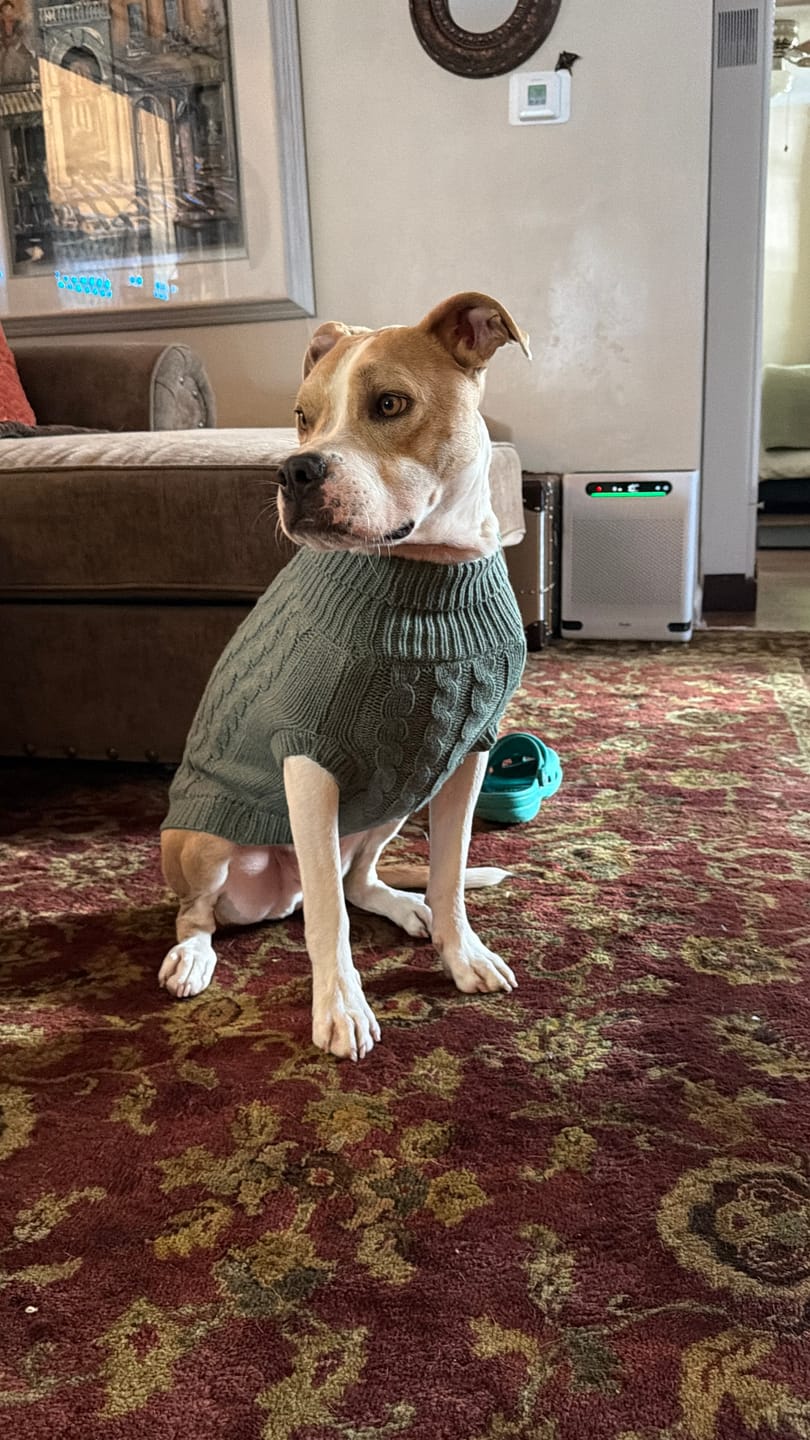 Customer photo review of Cable Knit Dog Sweaters