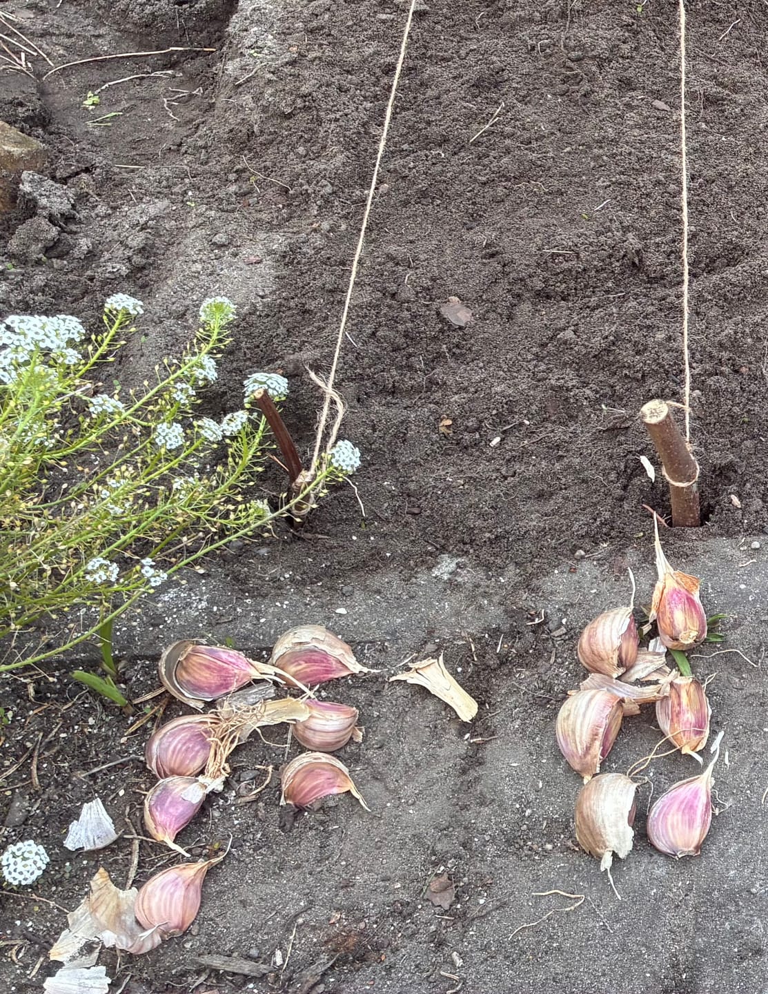 Customer photo review of Pflanzknoblauch ‘Ljubascha’: Bio-Pflanzgut aus Erhaltungsanbau