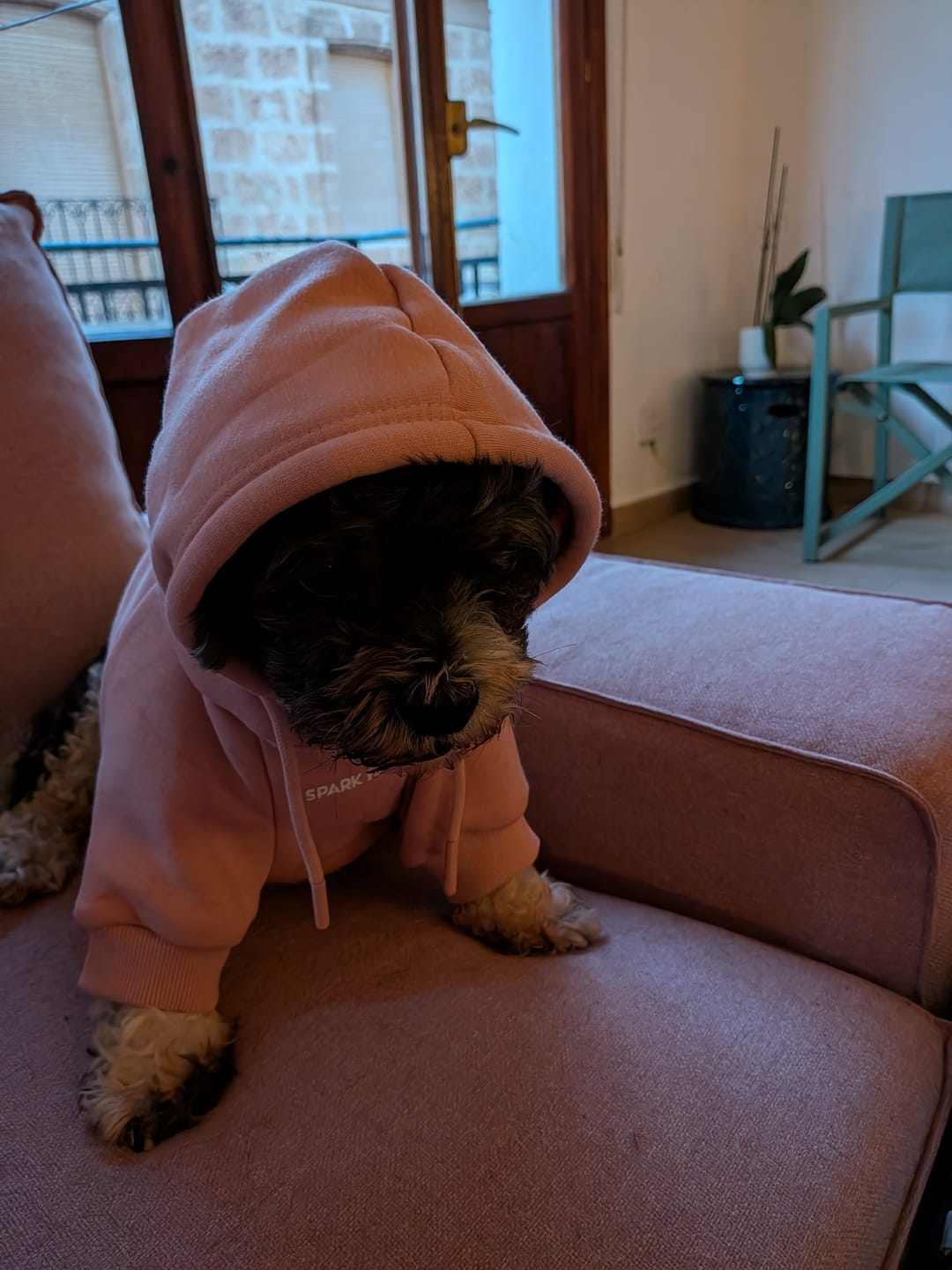 Customer photo review of Essential Dog Hoodie - Teal