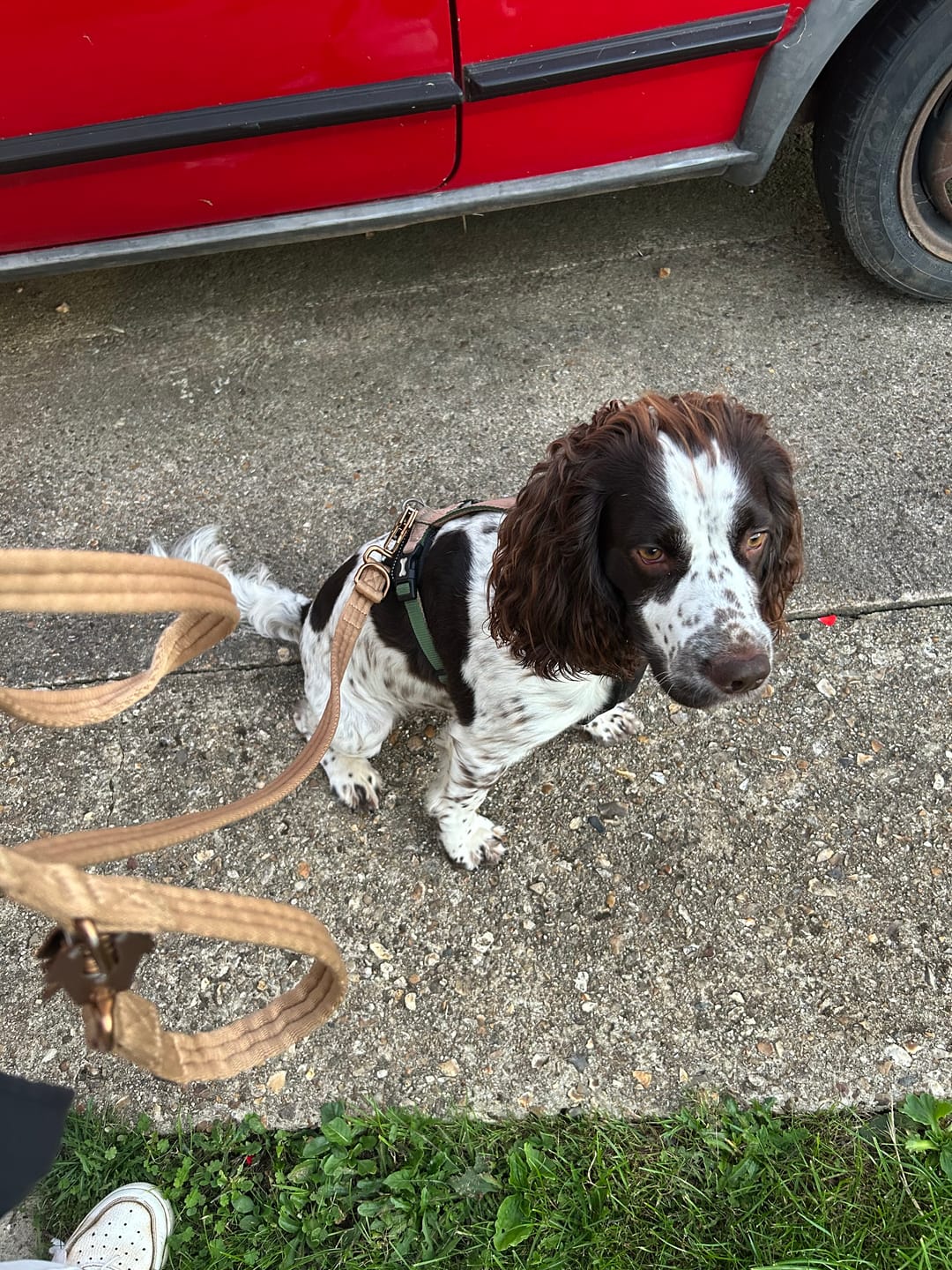 Customer photo review of Lightweight Training Double Ended Dog Lead | 2m Length - Tan x Tan