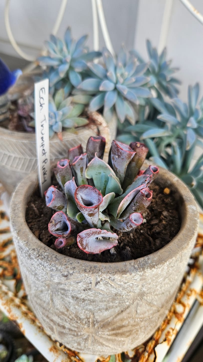 Customer photo review of Echeveria 'Trumpet Pinky' - Pink Form
